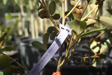 Magnolia laevifolia 'Warm Fuzzies' Evergreen