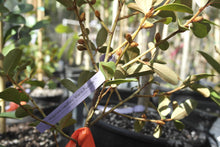 Magnolia laevifolia 'Warm Fuzzies' Evergreen