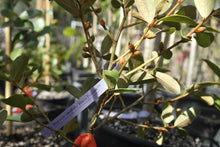 Magnolia laevifolia 'Warm Fuzzies' Evergreen