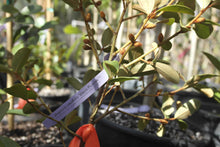 Magnolia laevifolia 'Warm Fuzzies' Evergreen