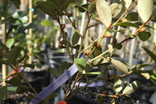 Magnolia laevifolia 'Warm Fuzzies' Evergreen