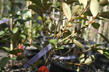 Magnolia laevifolia 'Warm Fuzzies' Evergreen