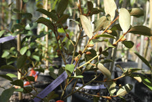 Magnolia laevifolia 'Warm Fuzzies' Evergreen
