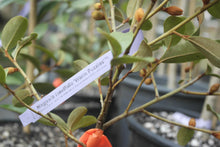 Magnolia laevifolia 'Warm Fuzzies' Evergreen