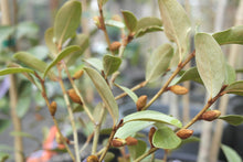 Magnolia laevifolia 'Warm Fuzzies' Evergreen