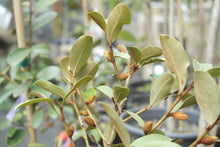Magnolia laevifolia 'Warm Fuzzies' Evergreen