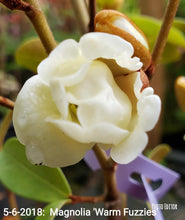 Magnolia laevifolia 'Warm Fuzzies' Evergreen