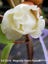 Magnolia laevifolia 'Warm Fuzzies' Evergreen
