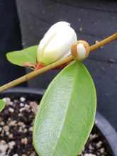 Magnolia laevifolia 'Warm Fuzzies' Evergreen