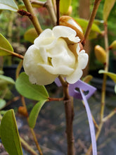 Magnolia laevifolia 'Warm Fuzzies' Evergreen