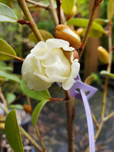 Magnolia laevifolia 'Warm Fuzzies' Evergreen