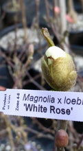 Magnolia 'White Rose'