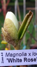 Magnolia 'White Rose'
