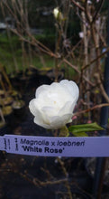 Magnolia 'White Rose'