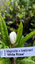 Magnolia 'White Rose'