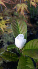Magnolia 'White Rose'