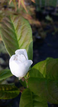 Magnolia 'White Rose'