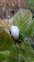 Magnolia 'White Rose'