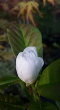 Magnolia 'White Rose'