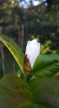 Magnolia 'White Rose'