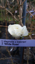 Magnolia 'White Rose'