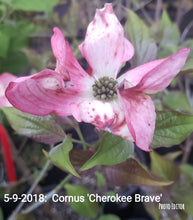 Cornus Florida 'Cherokee Brave' Dogwood