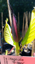 Magnolia 'Galaxy'