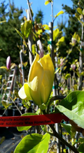 Magnolia 'Miss HoneyBee'
