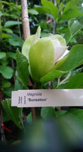 Magnolia 'Sunsation'