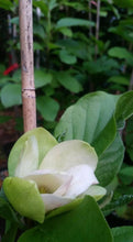 Magnolia 'Sunsation'