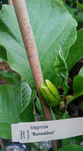 Magnolia 'Sunsation'