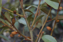 Magnolia laevifolia 'Warm Fuzzies' Evergreen