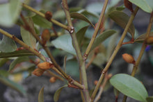 Magnolia laevifolia 'Warm Fuzzies' Evergreen