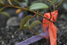 Magnolia laevifolia 'Warm Fuzzies' Evergreen