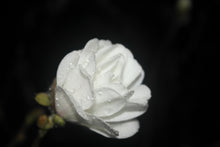 Magnolia 'White Rose'