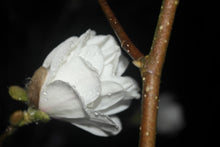 Magnolia 'White Rose'
