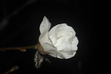 Magnolia 'White Rose'