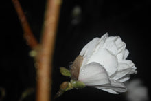 Magnolia 'White Rose'