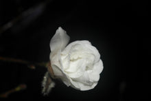 Magnolia 'White Rose'