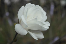 Magnolia 'White Rose'
